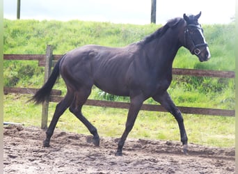 Cheval de sport irlandais, Hongre, 4 Ans, 165 cm, Bai brun foncé