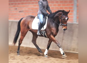 Cheval de sport irlandais Croisé, Hongre, 4 Ans, 165 cm, Bai