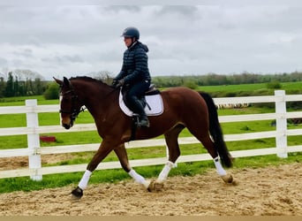 Cheval de sport irlandais, Hongre, 4 Ans, 165 cm, Bai