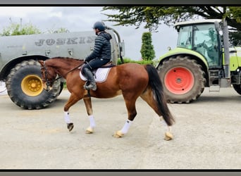 Cheval de sport irlandais, Hongre, 4 Ans, 165 cm, Bai