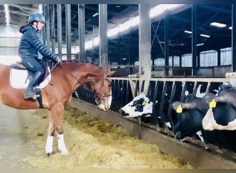 Cheval de sport irlandais, Hongre, 4 Ans, 165 cm, Bai