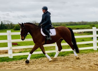 Cheval de sport irlandais, Hongre, 4 Ans, 165 cm, Bai