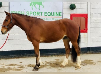 Cheval de sport irlandais, Hongre, 4 Ans, 165 cm, Bai
