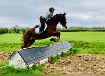 Cheval de sport irlandais, Hongre, 4 Ans, 165 cm, Bai
