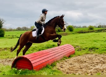 Cheval de sport irlandais, Hongre, 4 Ans, 165 cm, Bai
