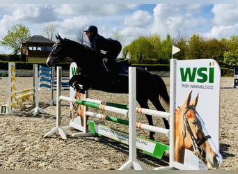 Cheval de sport irlandais, Hongre, 4 Ans, 165 cm, Gris