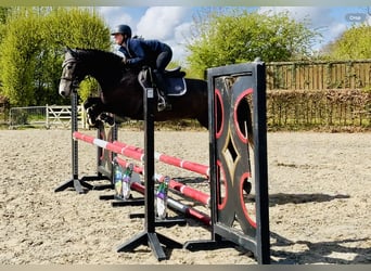 Cheval de sport irlandais, Hongre, 4 Ans, 165 cm, Gris
