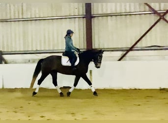 Cheval de sport irlandais, Hongre, 4 Ans, 165 cm, Gris