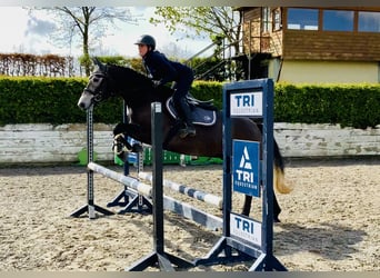 Cheval de sport irlandais, Hongre, 4 Ans, 165 cm, Gris
