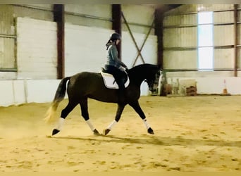 Cheval de sport irlandais, Hongre, 4 Ans, 165 cm, Gris