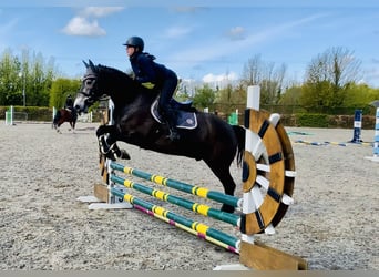 Cheval de sport irlandais, Hongre, 4 Ans, 165 cm, Gris