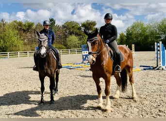 Cheval de sport irlandais, Hongre, 4 Ans, 165 cm, Gris