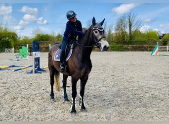 Cheval de sport irlandais, Hongre, 4 Ans, 165 cm, Gris