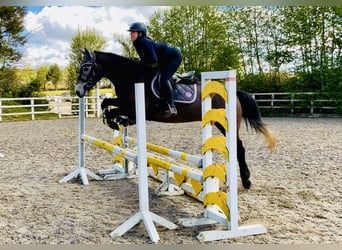 Cheval de sport irlandais, Hongre, 4 Ans, 165 cm, Gris