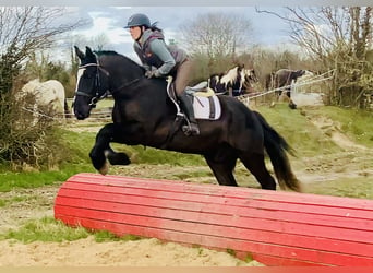 Cheval de sport irlandais, Hongre, 4 Ans, 165 cm, Noir