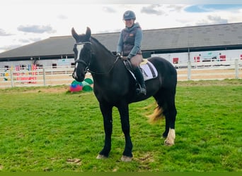 Cheval de sport irlandais, Hongre, 4 Ans, 165 cm, Noir