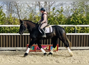 Cheval de sport irlandais, Hongre, 4 Ans, 165 cm, Noir