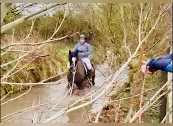 Cheval de sport irlandais, Hongre, 4 Ans, 165 cm, Noir