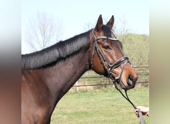 Cheval de sport irlandais, Hongre, 4 Ans, 167 cm, Bai brun foncé