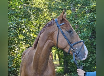 Cheval de sport irlandais, Hongre, 4 Ans, 168 cm, Alezan brûlé