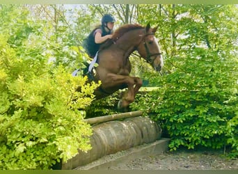 Cheval de sport irlandais, Hongre, 4 Ans, 168 cm, Alezan
