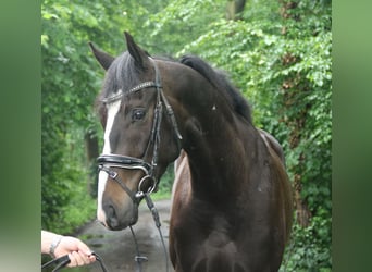 Cheval de sport irlandais, Hongre, 4 Ans, 168 cm, Bai brun foncé