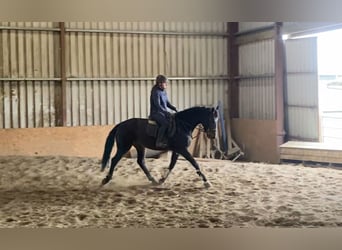 Cheval de sport irlandais, Hongre, 4 Ans, 168 cm, Bai