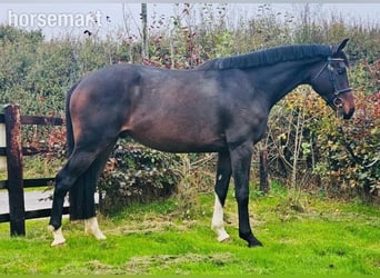 Cheval de sport irlandais, Hongre, 4 Ans, 168 cm, Noir