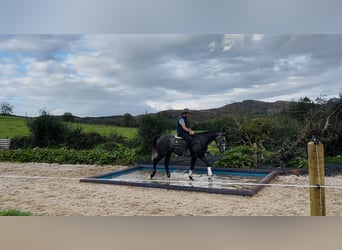 Cheval de sport irlandais, Hongre, 4 Ans, 170 cm, Gris