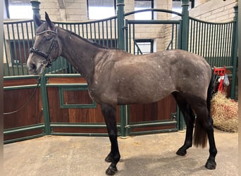 Cheval de sport irlandais, Hongre, 4 Ans, 170 cm, Gris