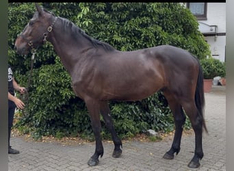 Cheval de sport irlandais, Hongre, 4 Ans, 170 cm, Noir