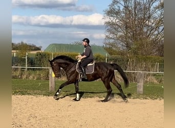 Cheval de sport irlandais, Hongre, 4 Ans, 170 cm, Noir