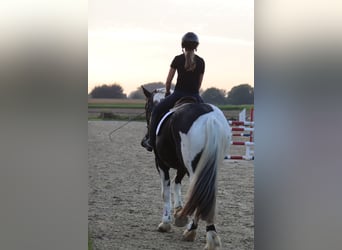 Cheval de sport irlandais, Hongre, 4 Ans, 170 cm, Pinto