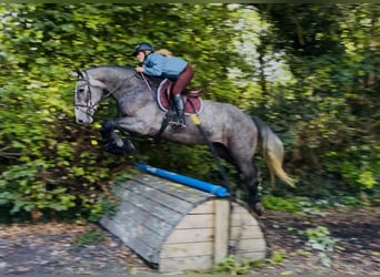 Cheval de sport irlandais, Hongre, 4 Ans, 173 cm, Gris