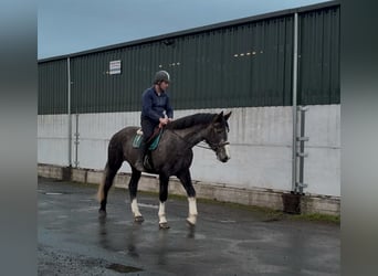 Cheval de sport irlandais, Hongre, 4 Ans, 173 cm, Gris