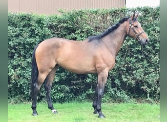 Cheval de sport irlandais, Hongre, 4 Ans, 175 cm, Bai cerise