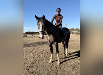 Cheval de sport irlandais, Hongre, 4 Ans, 180 cm