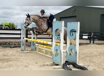 Cheval de sport irlandais, Hongre, 4 Ans, Gris pommelé