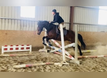 Cheval de sport irlandais, Hongre, 5 Ans, 155 cm, Bai cerise