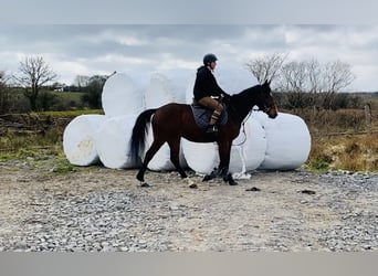 Cheval de sport irlandais, Hongre, 5 Ans, 155 cm, Bai cerise