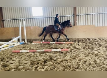 Cheval de sport irlandais, Hongre, 5 Ans, 155 cm, Bai cerise