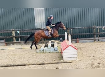 Cheval de sport irlandais, Hongre, 5 Ans, 155 cm, Bai cerise