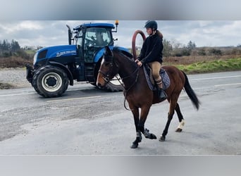 Cheval de sport irlandais, Hongre, 5 Ans, 155 cm, Bai cerise