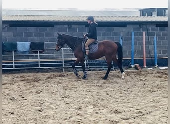 Cheval de sport irlandais, Hongre, 5 Ans, 155 cm, Bai cerise