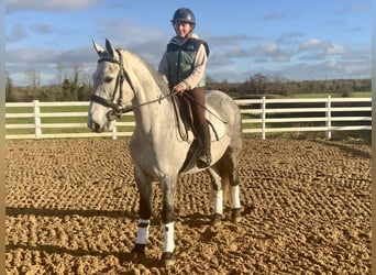 Cheval de sport irlandais, Hongre, 5 Ans, 158 cm, Gris pommelé