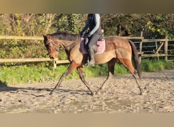 Cheval de sport irlandais, Hongre, 5 Ans, 160 cm, Bai