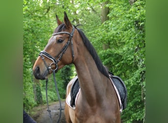 Cheval de sport irlandais, Hongre, 5 Ans, 160 cm, Bai