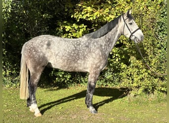 Cheval de sport irlandais, Hongre, 5 Ans, 160 cm, Gris