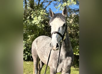 Cheval de sport irlandais, Hongre, 5 Ans, 160 cm, Gris