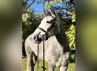 Cheval de sport irlandais, Hongre, 5 Ans, 160 cm, Gris
